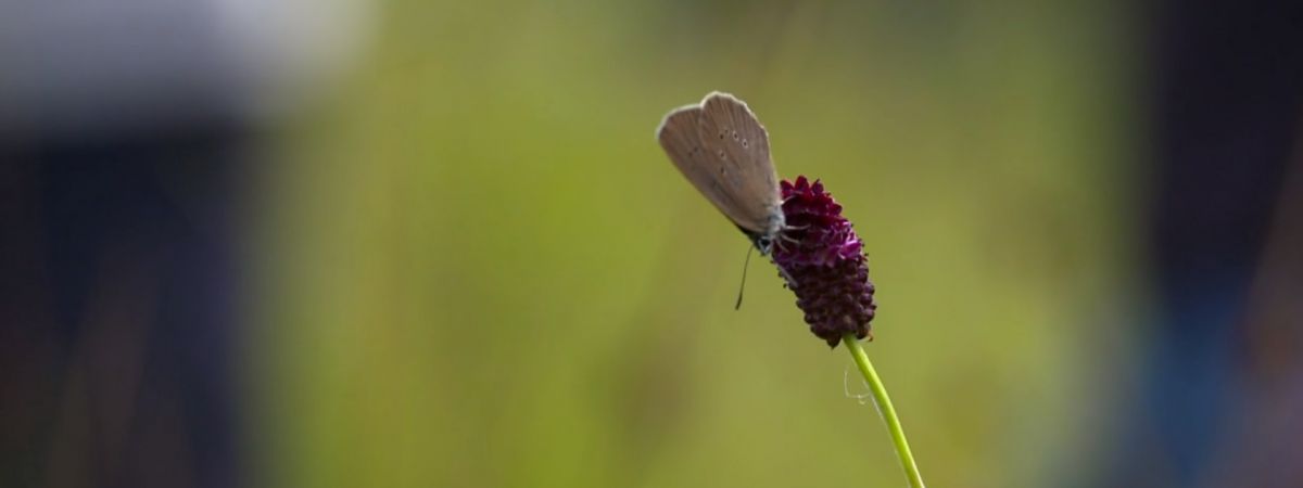 Nedej se: Motýli nad propastí