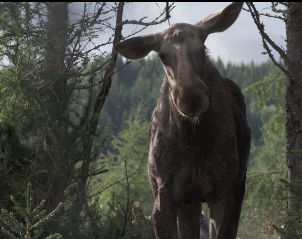 AMOOSED: losí odysea