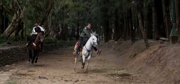 Pony Boys