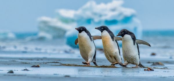 Antarktida: Všechno nebo nic (Petr Jan Juračka & Kateřina Kopalová)