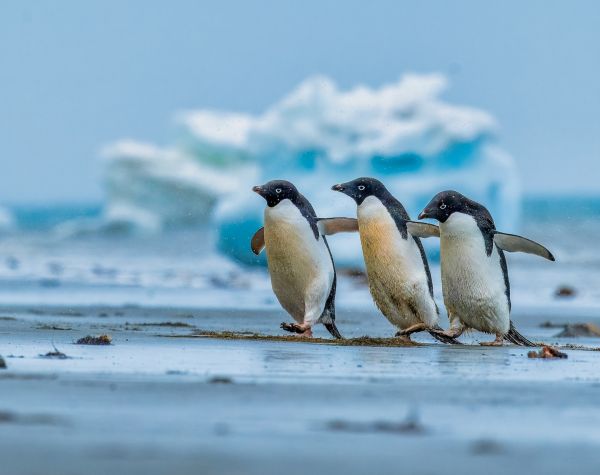 Antarktida: Všechno nebo nic (Petr Jan Juračka & Kateřina Kopalová)