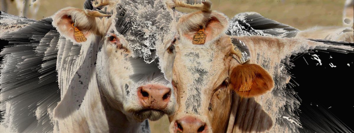 Krávy:Ostatky