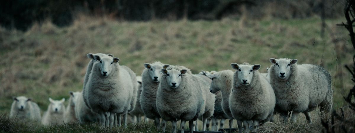 Poznámky z ovčína