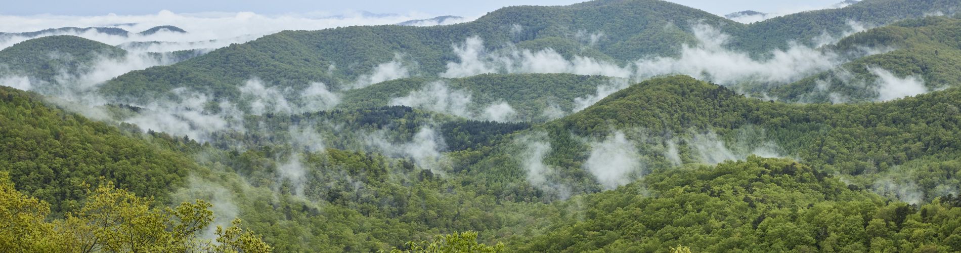 Zalesněná budoucnost