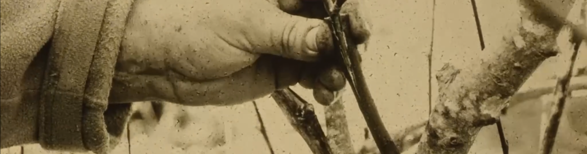 Kompostující kinematografie: Eseje o půdě