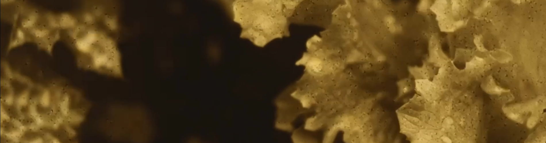 Kompostující kinematografie: Eseje o půdě
