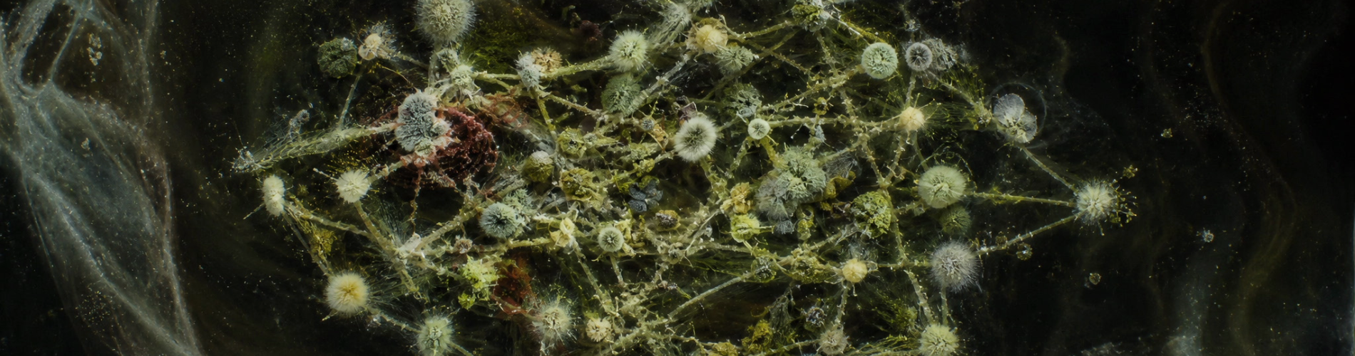 Pareidolia