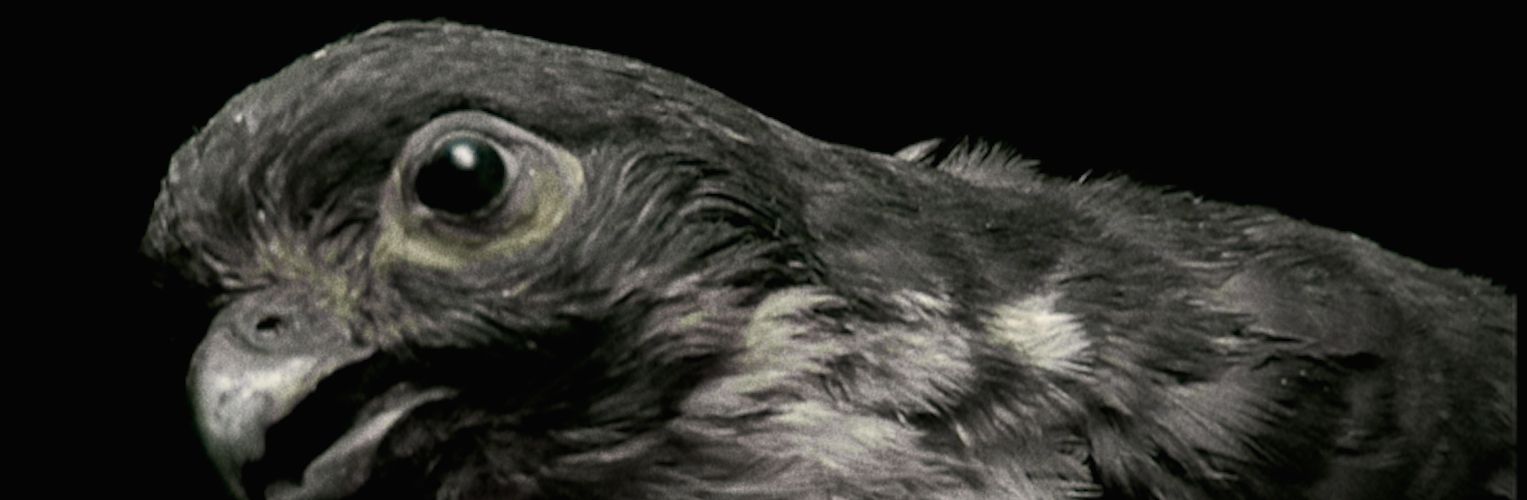 Démon