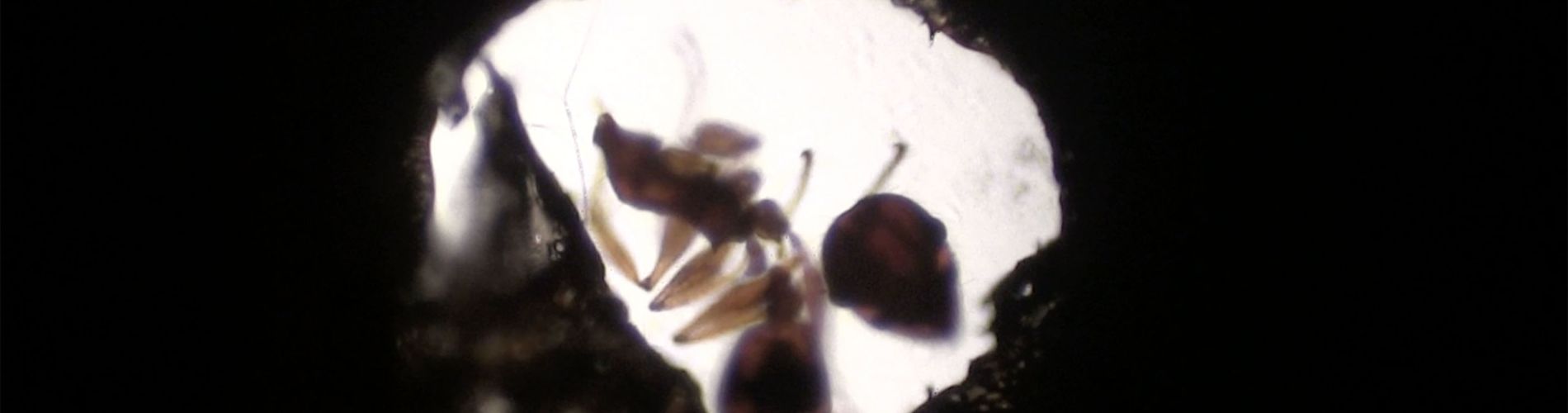 ANTFILM