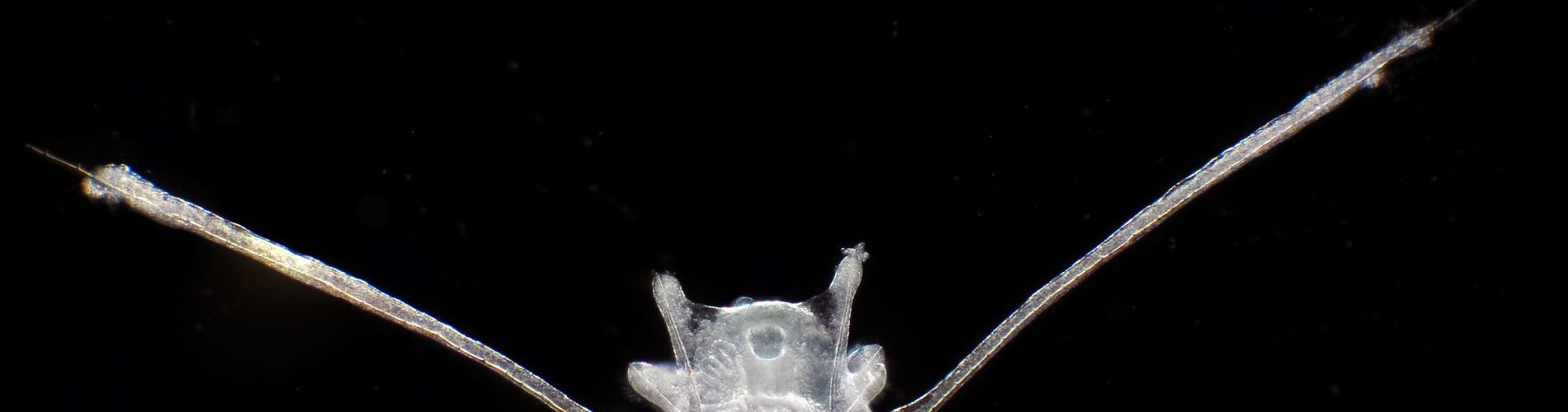 Planktonium