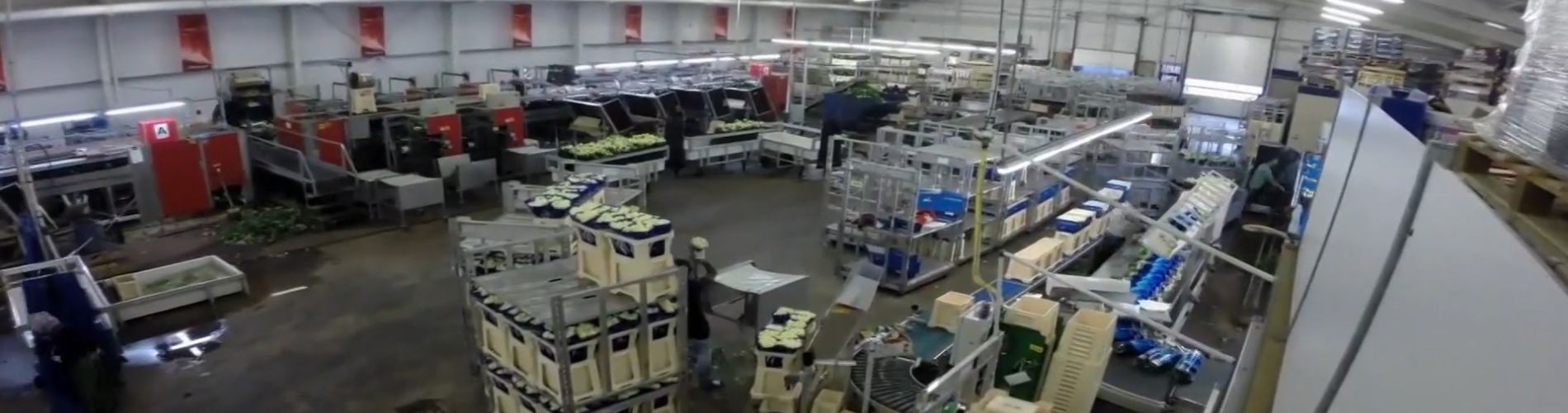 Nedej se: Květinová globalizace