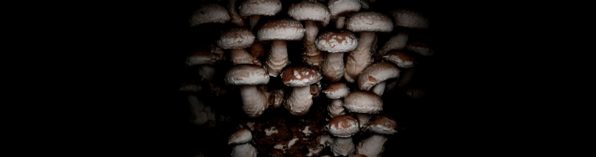 FUNGUS