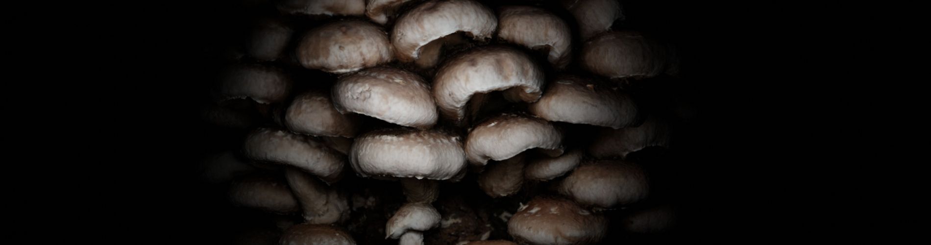 FUNGUS