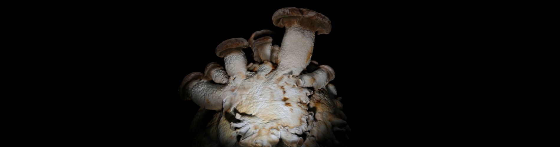 FUNGUS