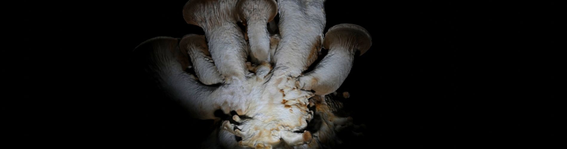 FUNGUS