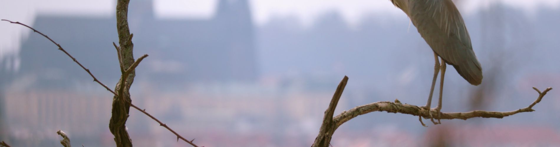 Planeta Praha