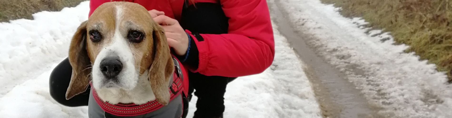 Život pro psa