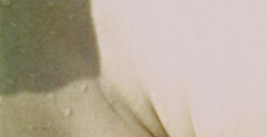 Lucina Annulata