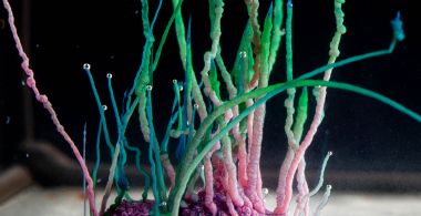 Chemobrionics