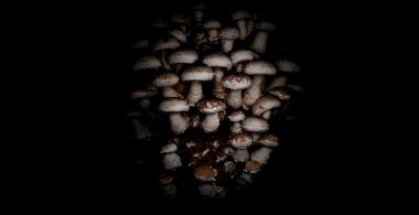 FUNGUS