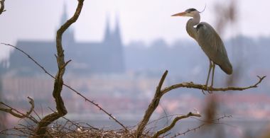Planeta Praha