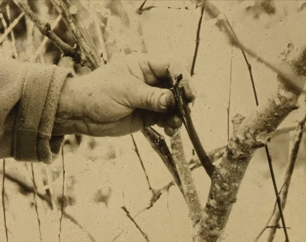 Kompostující kinematografie: Eseje o půdě