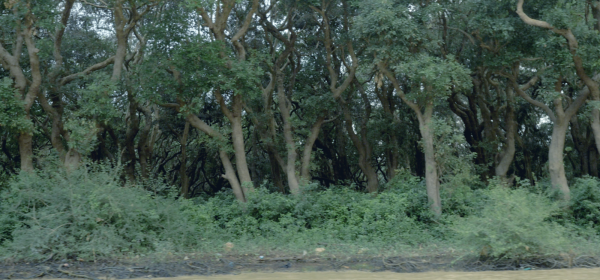 Rosat Tam Phleng Kungkea (រសាត់តាមភ្លេងគង្គារ)